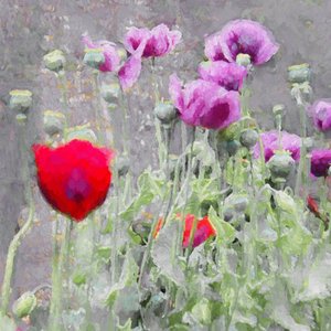 Poppies by Helen White